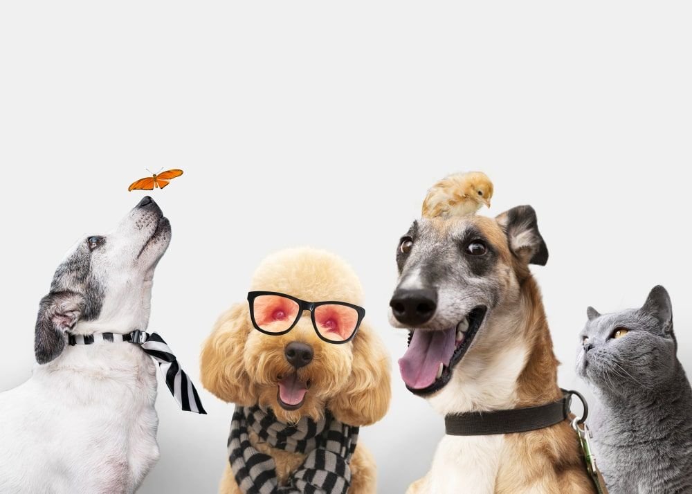 Razones por las que las Mascotas son Buenas para tu Salud